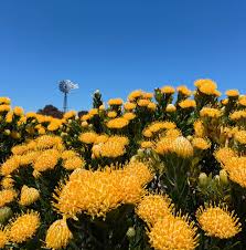 Image result for Protea enervis