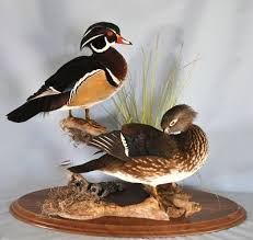 Wood Duck Mounts Ideas Google Search Wood Duck Mounts Wood Ducks Duck Mount