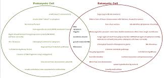 Prokaryotic Cells Vs Eukaryotic Cells Eukaryotic Cell Prokaryotic Cell Photosynthesis And Cellular Respiration