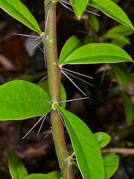 Image result for Pereskia