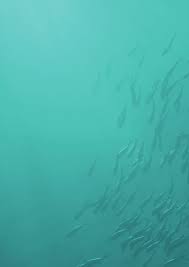 Implementing the Convention on International Trade in Endangered Species of  Wild Fauna and Flora (CITES) through national fisher