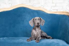 12 Bold And Beautiful Blue Dog Breeds Image of happy girls and cute puppies, used for the manufacture of patterns, gift packaging, wallpaper puppies always like to play. 12 bold and beautiful blue dog breeds