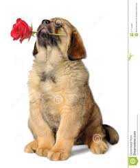 Rezultat iskanja slik za dog with flower