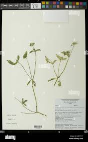 Image result for Calostephane divaricata