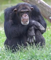 Infants will nurse on their mothers for five years and stay with their mothers several more years learning to care for younger siblings. Human And Chimp Genes May Have Split 13 Million Years Ago Live Science