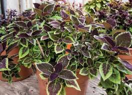 Image result for Coleus foliatus