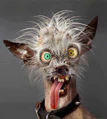 Ugly dog guacamole burger* $13. Ugly Dogs With Quotes Quotesgram