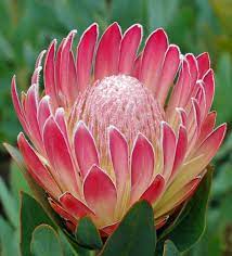 Pin On Blossom