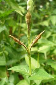 Image result for Asystasia