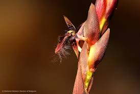 Image result for Bulbophyllum schinzianum