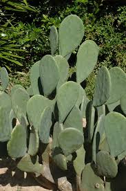 It will spread to consume the entire container, but i don't advise allowing it to do so. Ellisiana Spineless Prickly Pear Cactus Opuntia Cacanapa Ellisiana In Houston Texas Tx At Buchanan S Native Plants