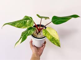 Oct 03, 2020 · in the northern hemisphere, strawberry milkshake blossoms from the second week of october up to the last few days of the same month. Philodendron Strawberry Shake Furniture Home Living Gardening Plants Seeds On Carousell