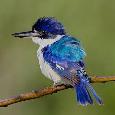 Forest Kingfisher Rare Nsw To Northern Territory Of Australia Pajaros Animales Y Mascotas Mascotas