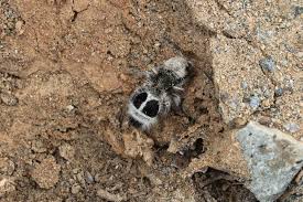 Image result for panda ant