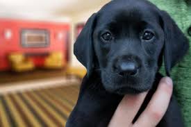 A small hobby breeder of english labradors for the past 12 years. Extended Stay America Suites Virginia Beach Independence Blvd Virginia Beach Updated 2021 Prices