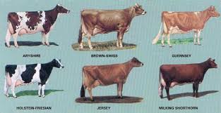 Breeds Of Dairy Cows Dairy Cow Breeds Dairy Cattle Cattle Farming