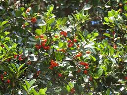 Image result for Drypetes gerrardii