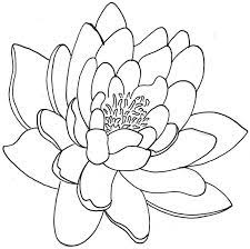 Outlines Of Chrysanthemum Lotus Flower Drawing Flower Drawing Flower Line Drawings