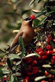 Barren Bushes No Treat To Hungry Birds Backyard Birds Beautiful Birds Birds