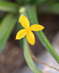 Image result for Hypoxis angustifolia