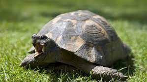 An Introduction To Pet Tortoises
