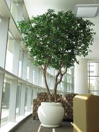 Schools Libraries International Treescapes Library Interior Design Potted Olive Tree Potted Trees Indoor Trees