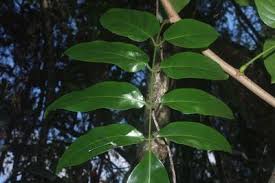 Image result for Xeroderris stuhlmannii