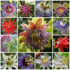 Image result for Zornia punctatissima