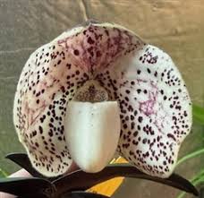 Image result for Oliverella hildebrandtii