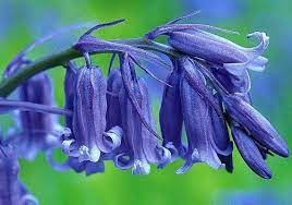 English Bluebells Hyacinthoides Non Scripta 50 Seeds Fragrant Blue Flowers Woodland Wildflower English Bluebells Spanish Bluebells Flower Seeds