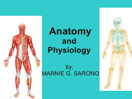 Broadly considered, human muscle—like the muscles of all vertebrates—is often divided into striated muscle. Human Anatomy And Physiology