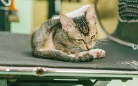Do Cats Walk On Their Toes The Daily Cat