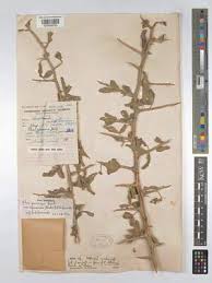 Image result for Searsia gueinzii