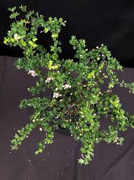 Image result for Malpighia coccigera