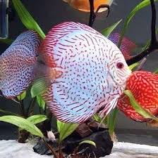 Pin By Janet Covert On Discus Tropical Fish Aquarium Tropical Freshwater Fish Betta Fish Types