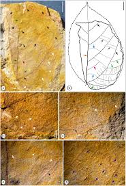 Image result for Rhynchosia congensis