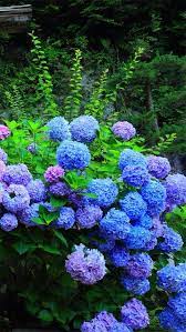 Hydrangea Flower Iphone 5s Wallpaper Hydrangea Flower Beautiful Hydrangeas Beautiful Flowers
