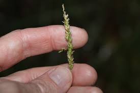 Image result for Sacciolepis africana