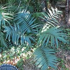 Image result for Chamaedorea radicalis