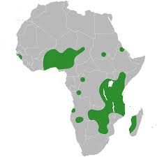 Image result for Rothia hirsuta