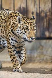 Congratulations to abi herbst on becoming the ahs army reserve scholar athlete! Walking Jaguaress Wild Animals Pictures Beautiful Cats Pretty Cats