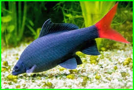 Ditegur malah makin berani, sukanya gangguin kucing tetangga. 5 Ikan Hias Air Tawar Warna Hitam Daftarhewan Com