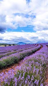 Tasmania Road Trip Lavender Fields And Bay Of Fires Lavender Fields Photography Tasmania Road Trip Landscape