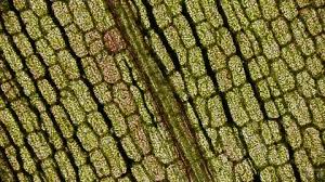 Maybe you would like to learn more about one of these? Chloroplasts Stock Video Footage Royalty Free Chloroplasts Videos Pond5