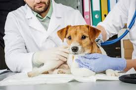 Wie soll ich mich auf die blutspende vorbereiten? Haustiere Konnen Blut Spenden Viele Wissen Es Nicht Geo
