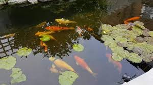 Regular goldfish pond maintenance is probably more important than aquarium maintenance because of the work. Top 7 Best Pond Heaters For Winter In 2021 Ibmk