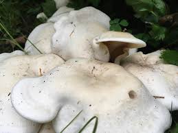 Image result for Clitocybe multiceps