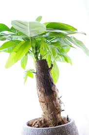 Image result for pachira obrázek