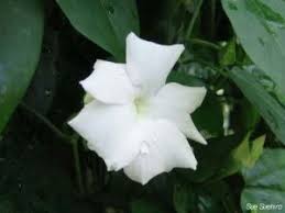 Image result for Thunbergia dregeana