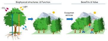 This unexpected error has been logged for site administrators to review. Land Free Full Text Planning Of Urban Green Spaces An Ecological Perspective On Human Benefits Html